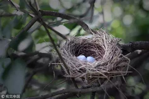 增加氣場 鳥在家築巢